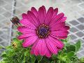 African Daisy / Osteospermum hybrids